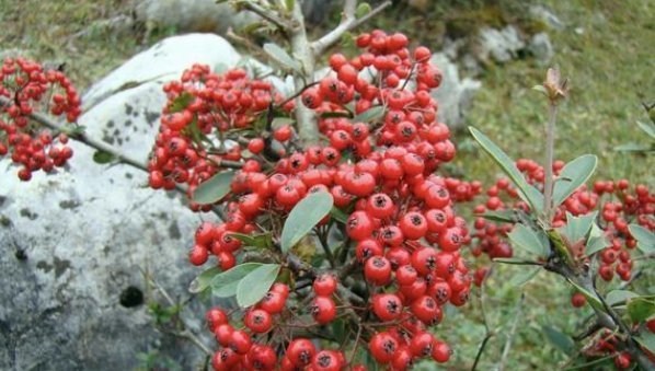 翻倍|一种“野果树”,路边挖一棵,做成昂贵盆景,价值翻倍太美了