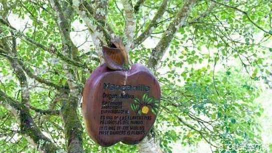 这种生长在西半球的树不能碰也不能砍,就算是看见它都要绕道走