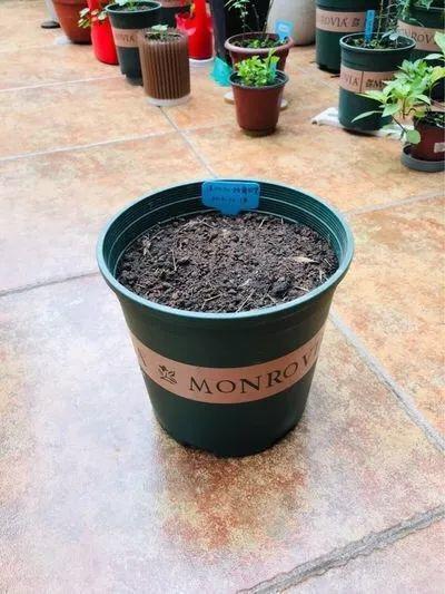 这花真能开,4个球开出28朵花,一颗就能开爆盆!