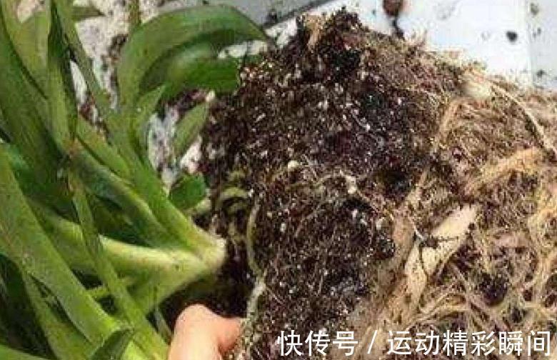 土壤板结怎么办,教你5招小技巧,土壤疏松透气根系健壮