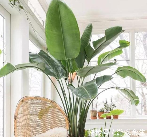 6种“吉利花”不要晒太阳,放在阴凉处,才能长得棒,富贵又旺家