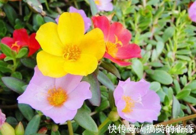 美女|4种花很耐养，沾土就能活，四季开花，花色多，一盆能养一辈子！