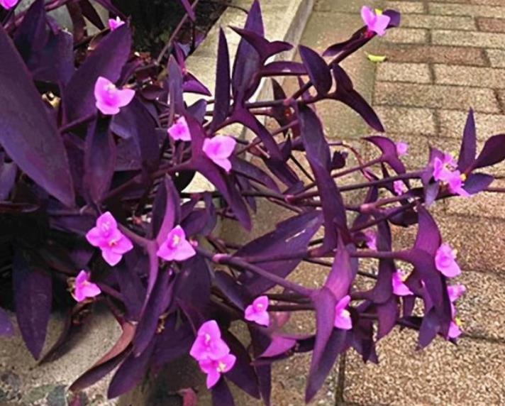 茉莉花|适合夏天养的6种花，越热长势越旺盛，懂花的人都养了