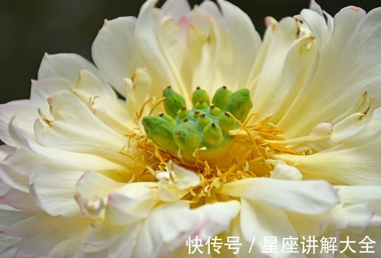 桃花朵朵开|9月中旬，4属相吉星关照，事业更上一层楼，生活锦上添花