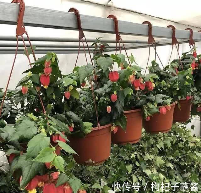 春天养蔓性风铃花,做好这几件事,枝头挂满“红灯笼”,漂亮极了