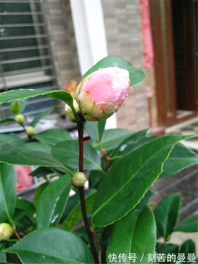 这些九月容易“饿”的花，多晒太阳，施对肥，开出碗大的花