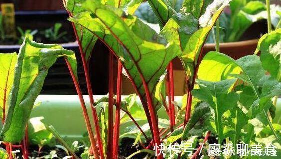 猪肉|此种菜比盆景好看比猪肉好吃，种一盆源源不断拔叶吃，连续十个月