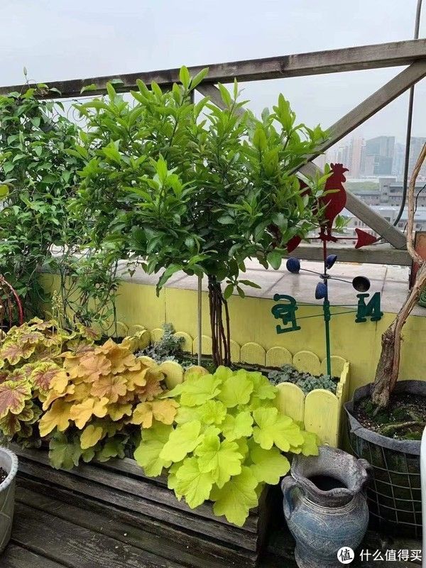 露台花园成型记（篇二）