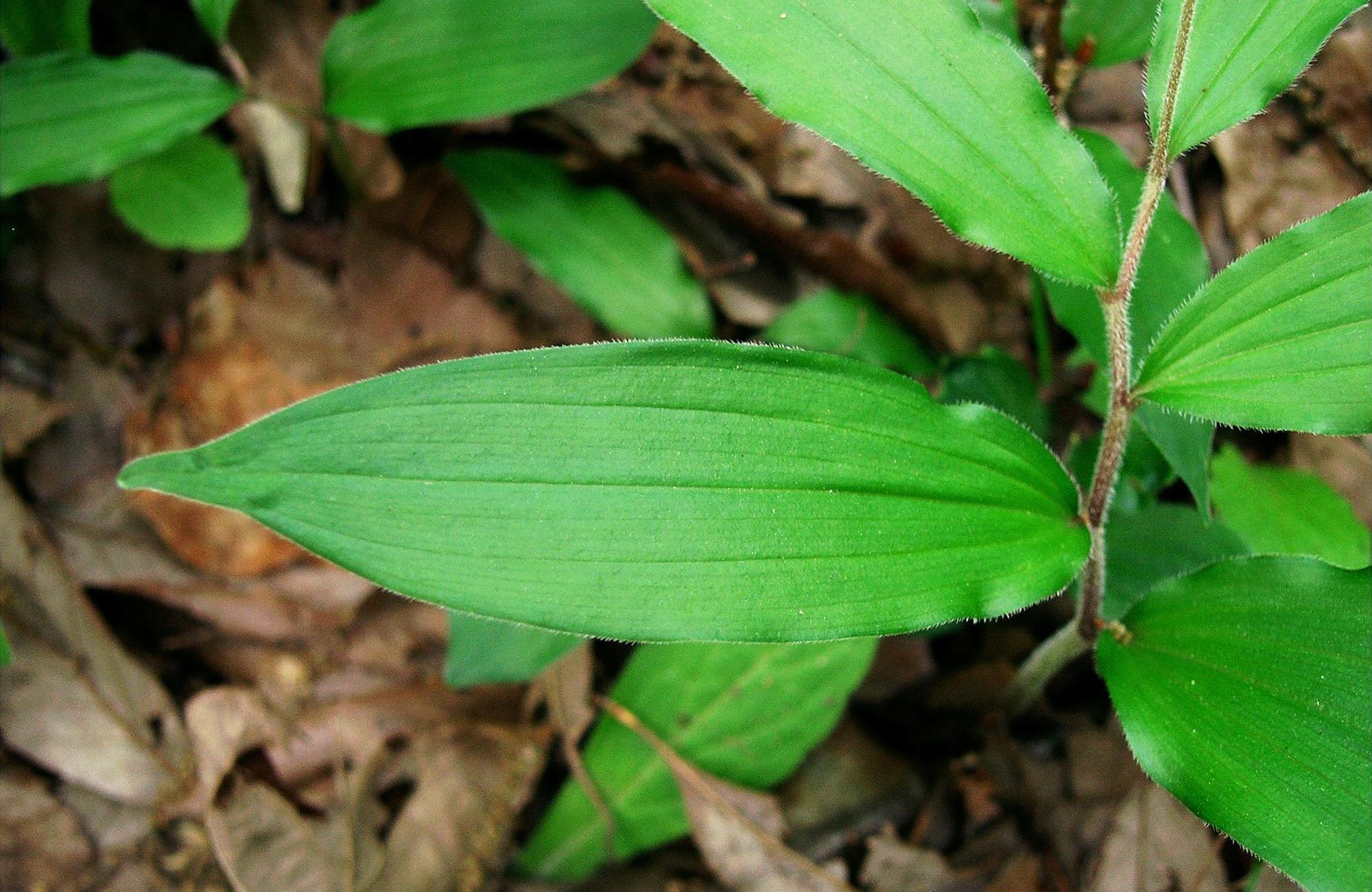 鹿药|山里一种野草，果实似樱桃，对肾有好处，价值珍贵人称“盘龙七”