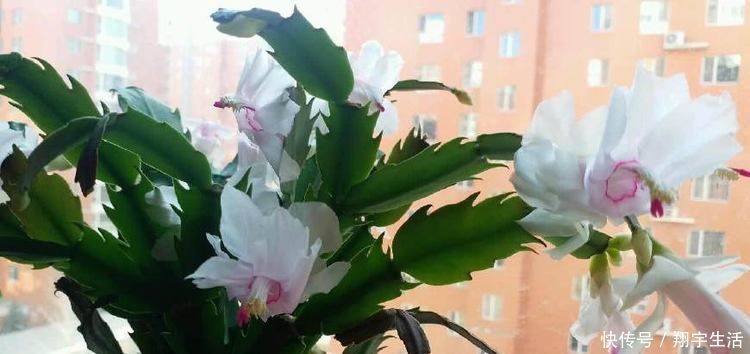 蟹爪兰爱烂根，3种解决方法，随便选一种，根不烂，年底花开满盆