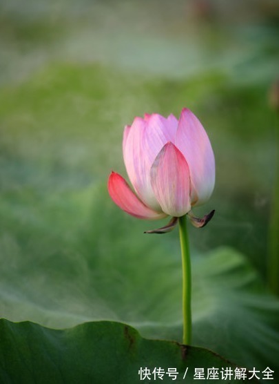 好运|未来3个月，4属相运势转旺，迎好运，接桃花，越来越幸福