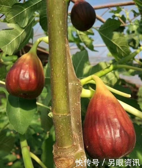 无花果快挂果了,有“2件事”别忘做,果子不止多一倍,甜度高