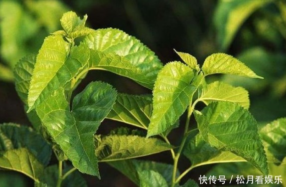 桑葉|桑葉都有哪些營養功效,什么時候采摘桑葉比較好來了解一下