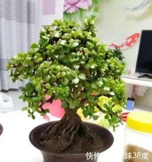 盆景|养金枝玉叶不能懒,耐心掌握4个“要点”,快速养成高颜值盆景