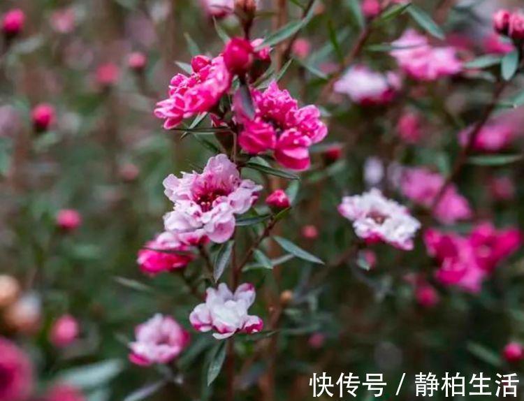 摩纳哥|寓意超好的几种花，养人又旺财，开花吉祥富贵，美不胜收