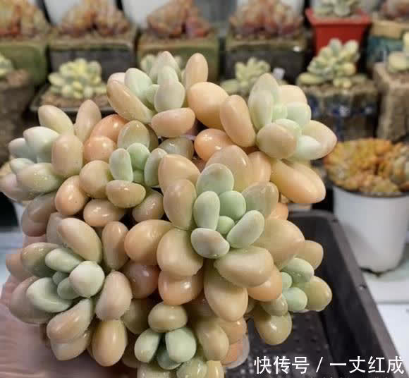 多肉露养有哪些好处?叶子更红,长得更健康,夏季不容易黑腐