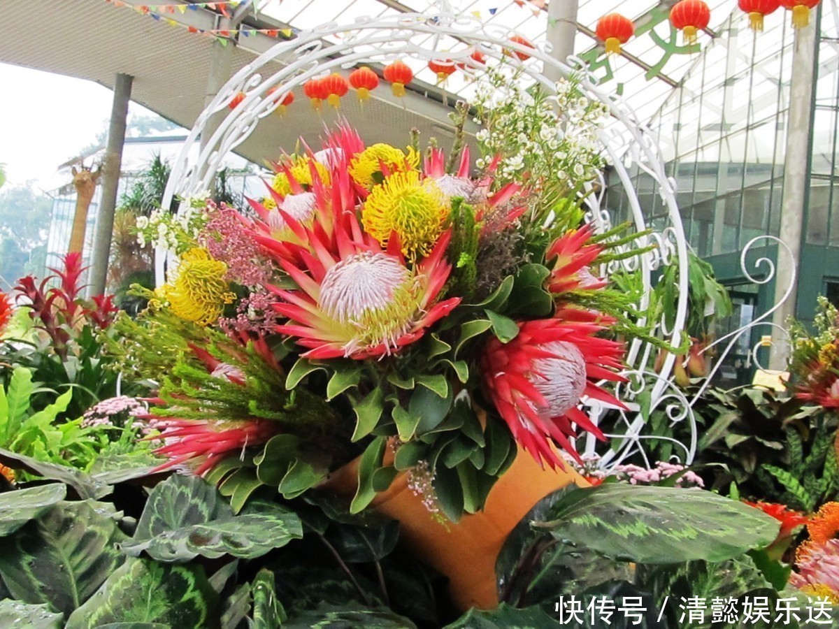 此花是世界上最名贵的切花之一 被誉为花中之王 寓意着富贵吉祥 粉紫色 此花是世界上最名贵的切花之一 被誉为花中之王 寓意着富贵吉祥 粉紫色