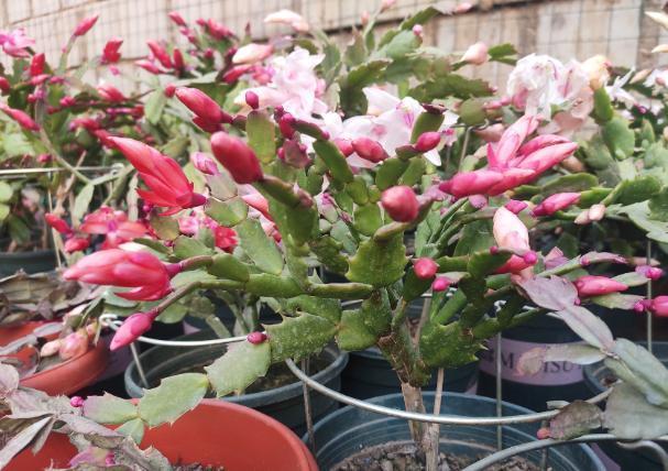 病因|蟹爪兰不开花,叶子还发蔫褶皱该怎么办摸清病因,轻松治愈