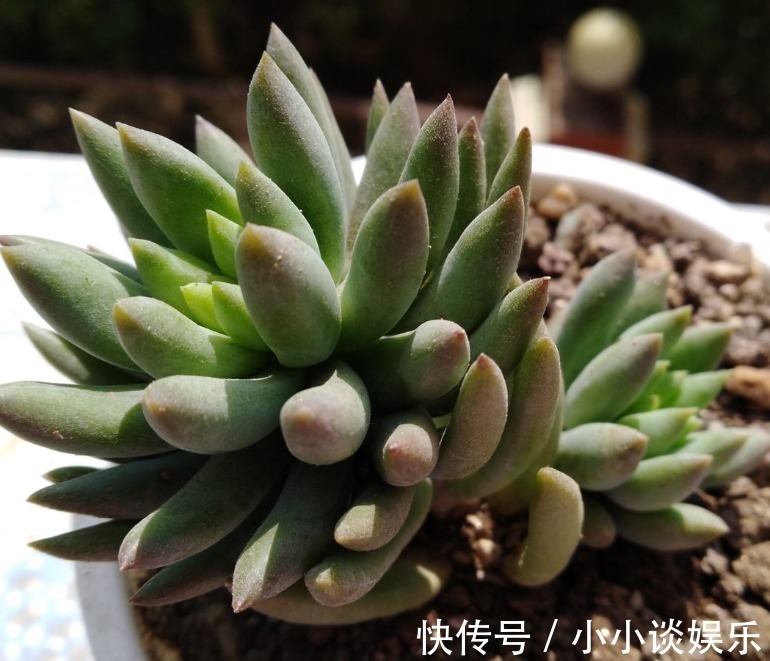 度夏|最容易度夏的10种多肉，全是大普货，皮实好养长得快！