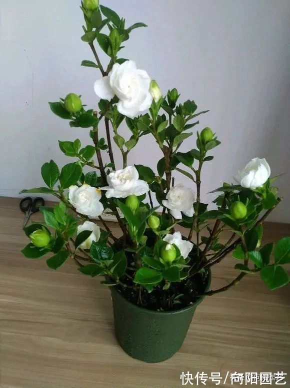 8种花,想要养得好,必须用大盆种,大水大肥养,开花才能多