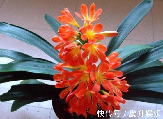 君子兰“只有叶”浇点“开花水”,花苞嗖嗖蹿,花朵一开就上百