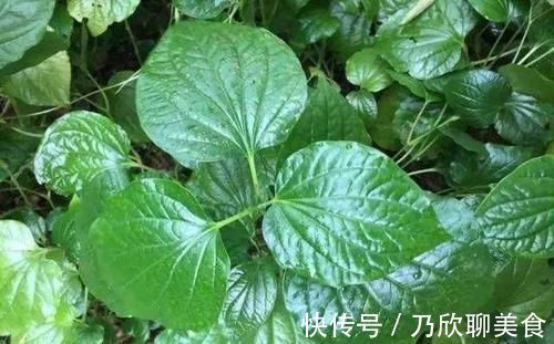 疝气痛|农村妈妈的保养秘籍,既是野菜,也是药,只有农村才有,你可认识