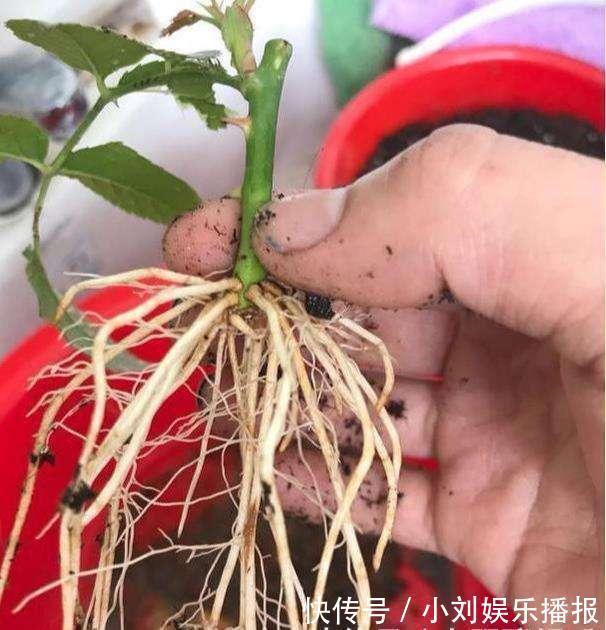 入秋扦插“6种花”,7天就生大白根,告别“黑腐烂”呼呼窜大个