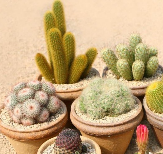 夏天适合养的多肉植物,没事试试这“几种”,省心也好养