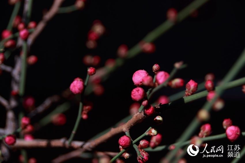 无锡梅村：再看梅花俏枝头