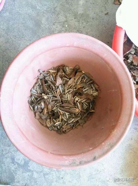 老花匠:扔4种“东西”,就是扔钱,比花肥还好用,不花钱!