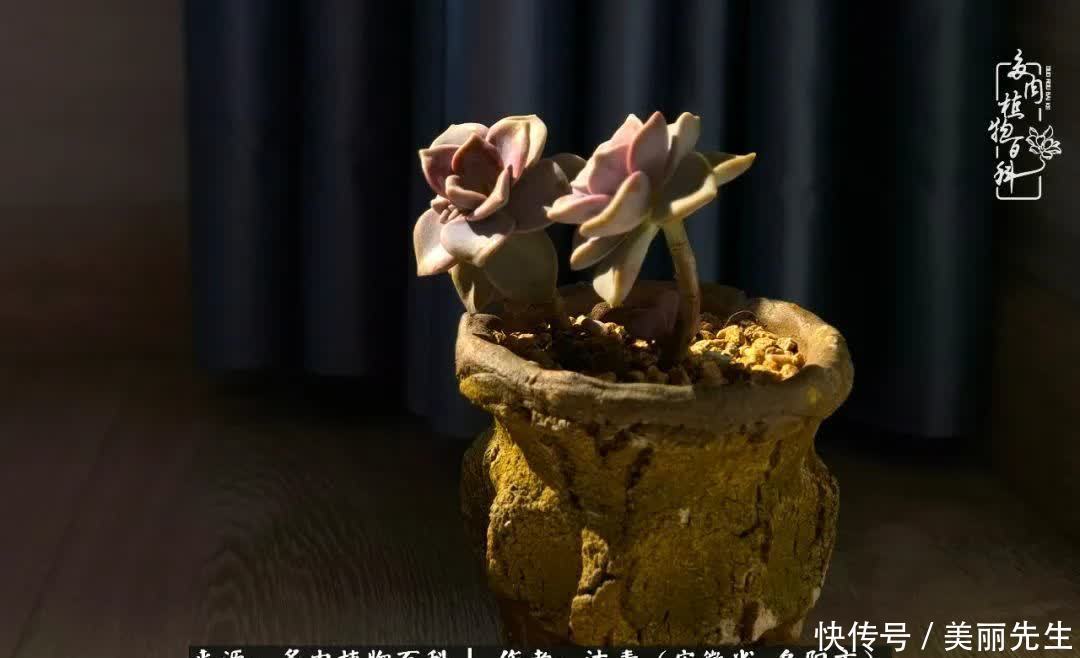 多肉——入了我的时光画卷!