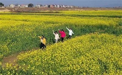 油菜花开醉游人