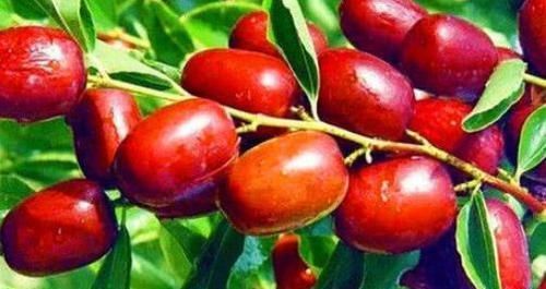 愛美女性，不可錯過的食物。預(yù)防便秘，瘦出小蠻腰，美容養(yǎng)顏