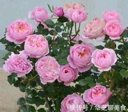 给月季喂点大补肥，15天冒出一圈笋芽，开出层叠群花！