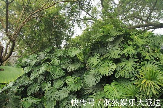 栀子花|北方家里当宝的花,南方大马路上全都是,我酸了!