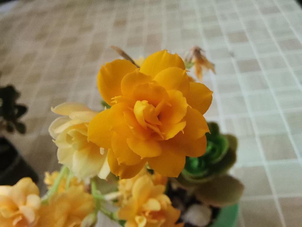  好看|长寿花好看却养不好，对照这“7点”，来看看问题出在哪？