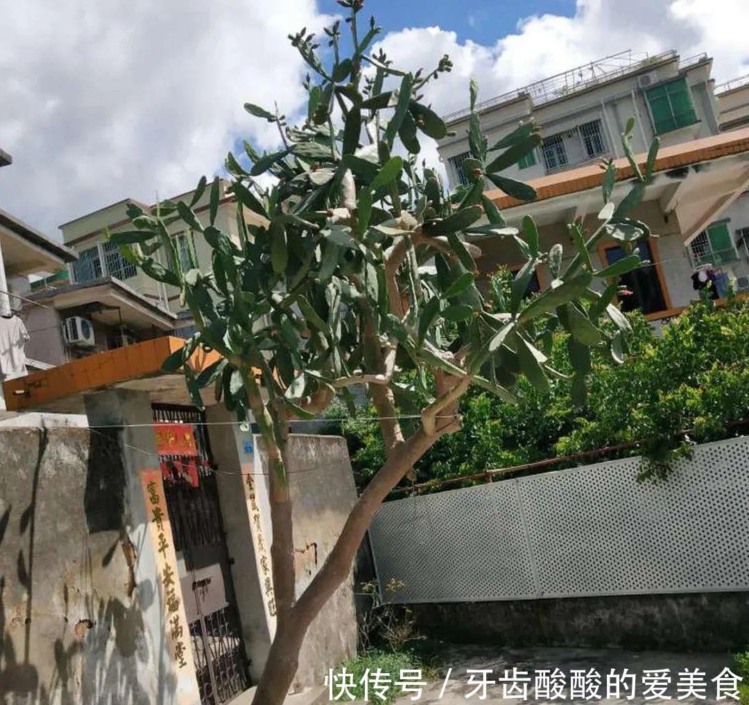 养花达人:38年前,掏家底儿买的2盆花,1盆被偷,1盆传给孙子