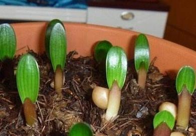 君子兰养了好多年,不长侧芽,养护注意几点,变成群兰花开爆!