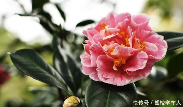 两种好物用来养茶花，花朵大如碗口