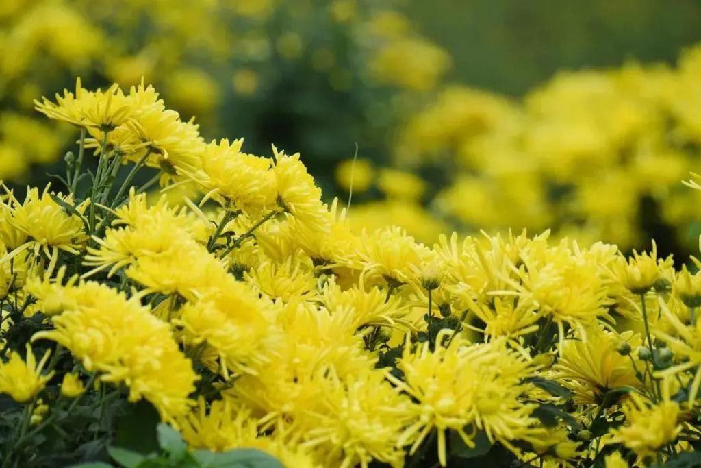  蔚然花海|送你一片初冬花海！