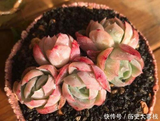 多肉植物叶插出来的小苗不长 不是长得慢 可能是僵苗了 快资讯 多肉植物叶插出来的小苗不长 不是长得慢 可能是僵苗了 快资讯