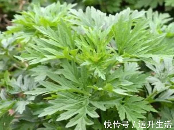 碱性食物|子宫肌瘤的“冤家”被发现了，平时可劲儿吃，肌瘤或许“不药而愈”