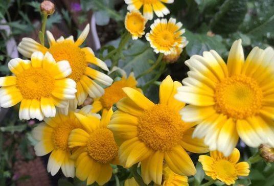 大雪|农历十一月大雪过后,养什么花?家里养3种花,吉星高照幸福安康