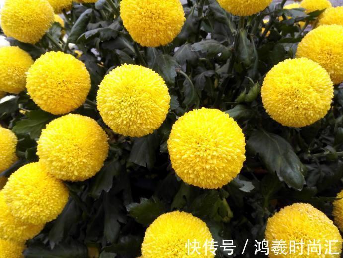乒乓菊|喜欢菊花,就养盆“乒乓菊系列”金黄乒乓菊,花似乒乓,圆溜可爱