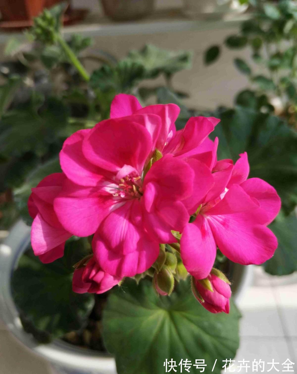 百日草|人到五十五，养花也会心累，养这5种花量大不操心