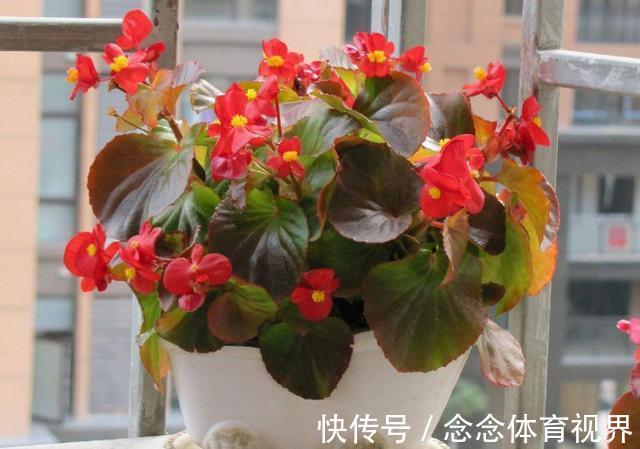 浇水|如何呵护刚买回家的花草盆栽？摸透这几点，养一盆活一盆