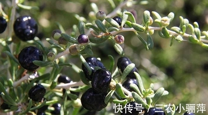 软黄金|农村种植一种野果，被称为软黄金，现在市场上一斤2000块钱
