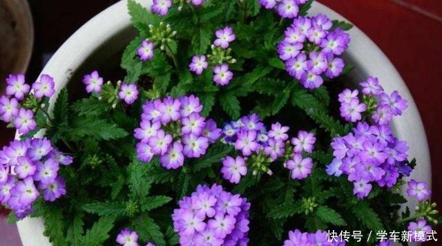 院子里养1种花,开出的花朵小巧秀美,比太阳花还漂亮!