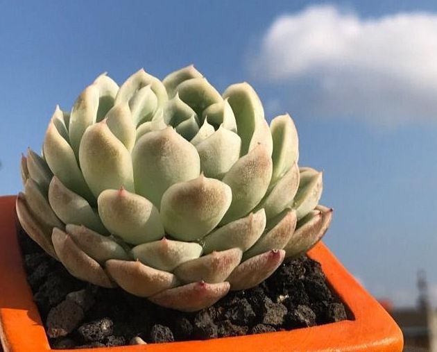 家里的多肉总是养不活做好几点,有效提升多肉植物存活率