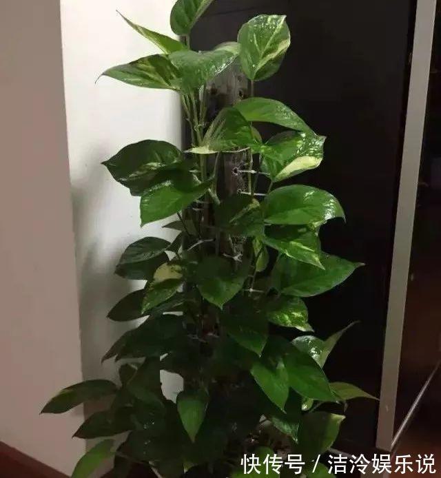 多肉|矿泉水瓶有“大作用”，10个“用法”最经典，可以种豆芽、养花